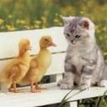pic for Cat with ducks